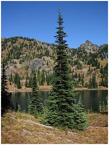 Abies lasiocarpa