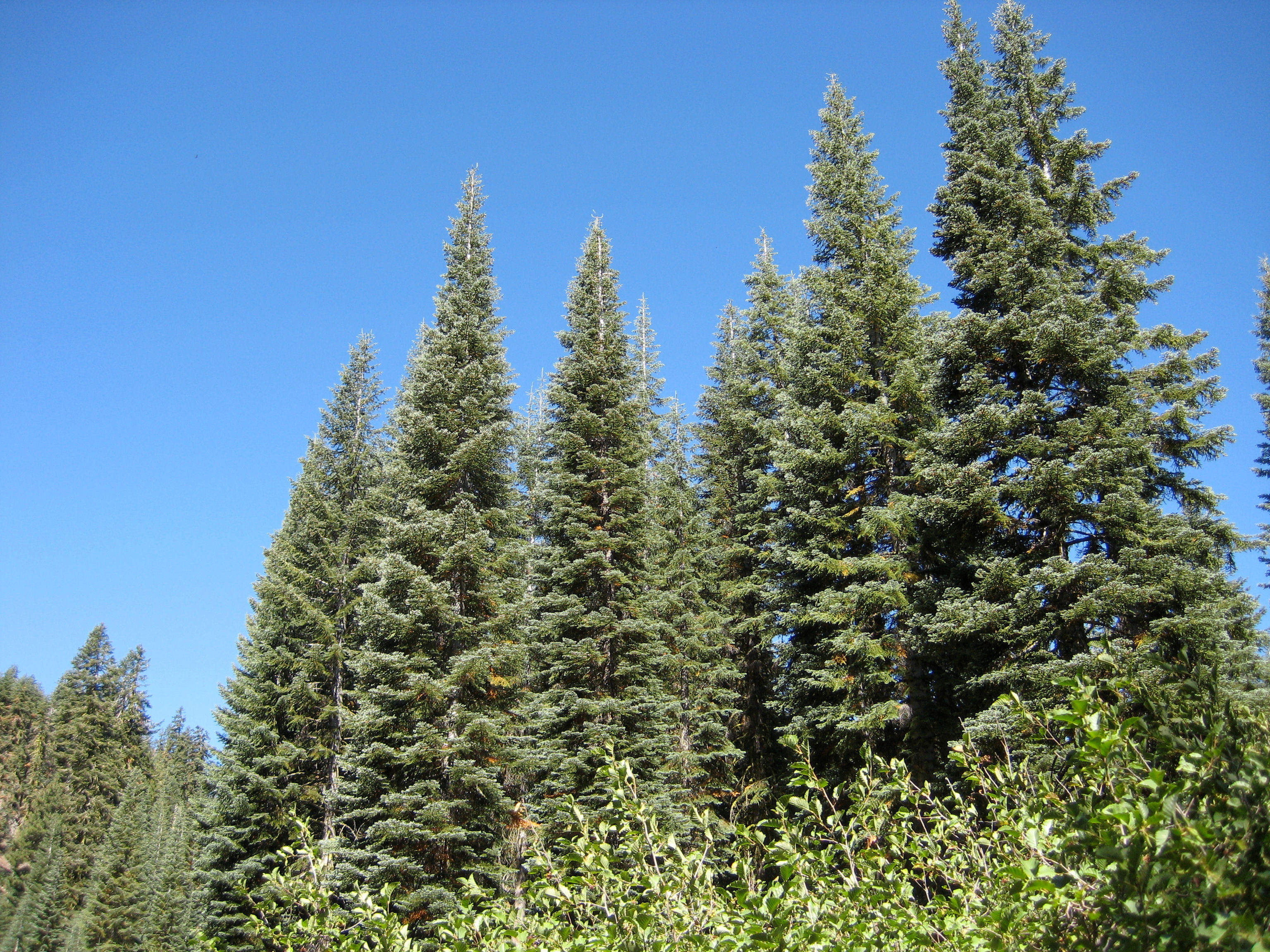 Abies magnifica 