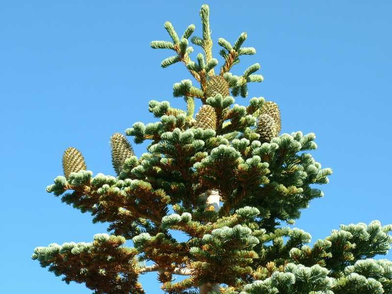 Abies magnifica 