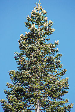 Abies magnifica 