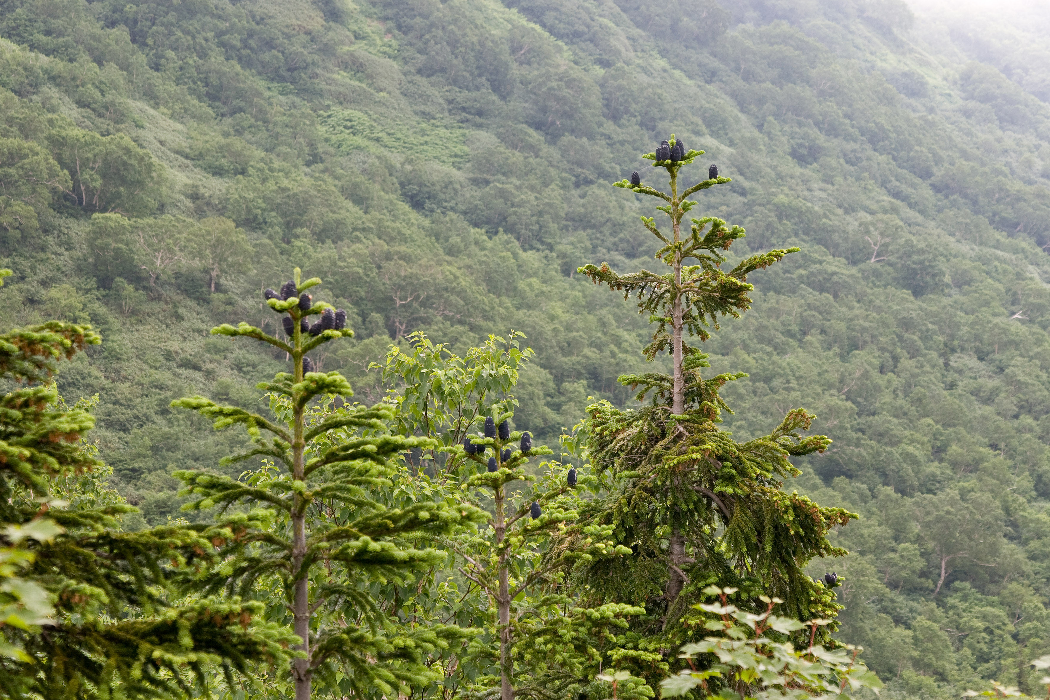 Abies mariesii 