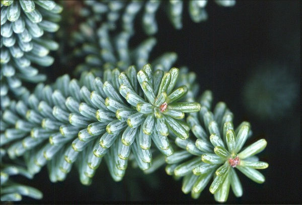 Abies marocana 