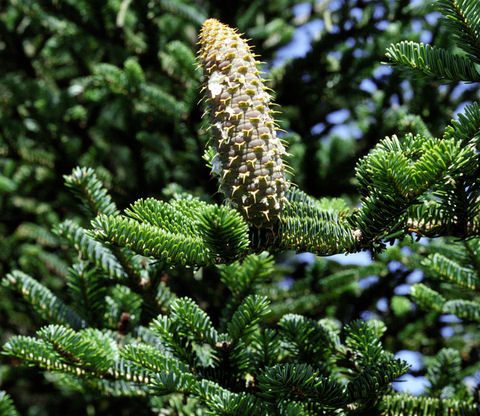 Abies nebrodensis 