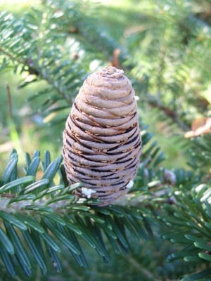 Abies nephrolepis 