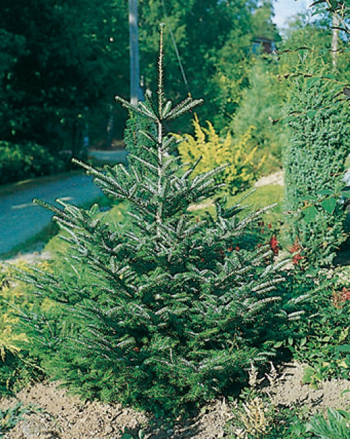 Abies nordmanniana 