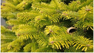 Abies nordmanniana 