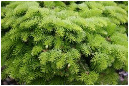 Abies nordmanniana 