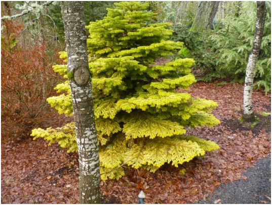 Abies nordmanniana 