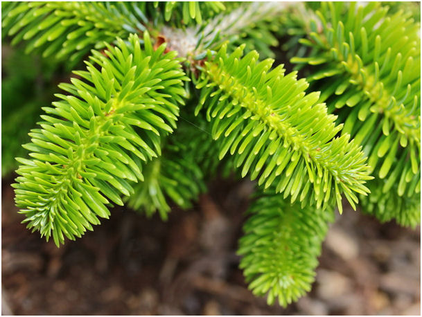 Abies nordmanniana 