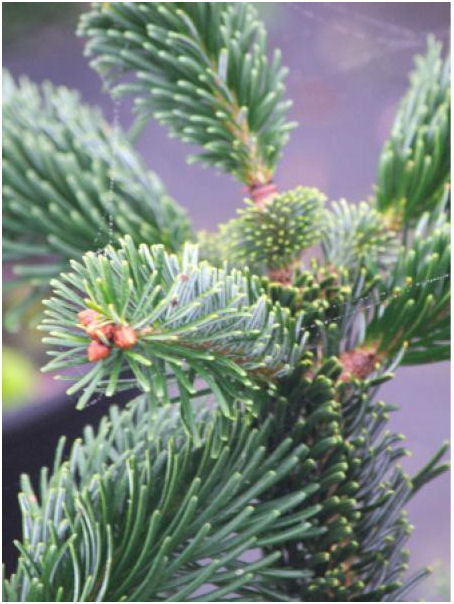 Abies nordmanniana 