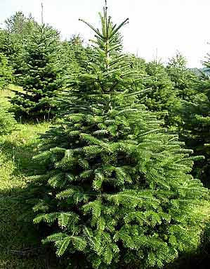 Abies nordmanniana 