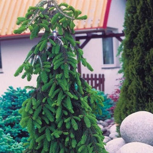 Abies normanniana 