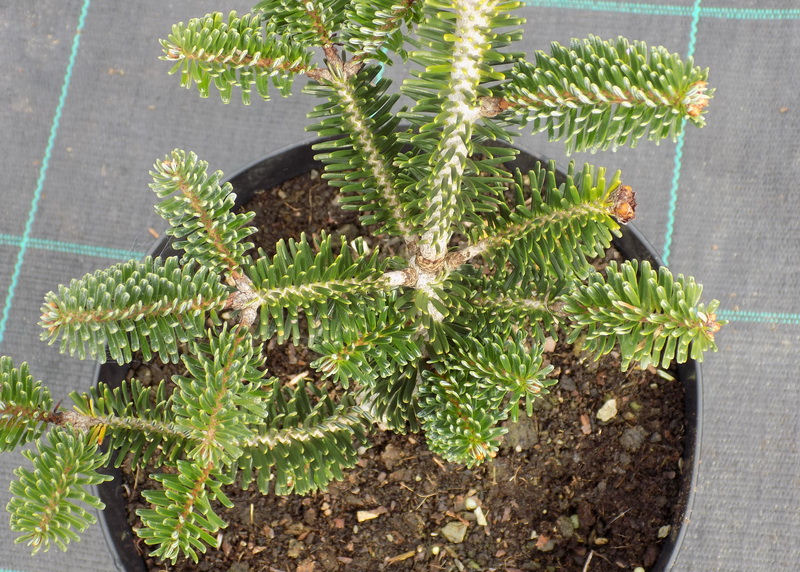 Abies numidica 