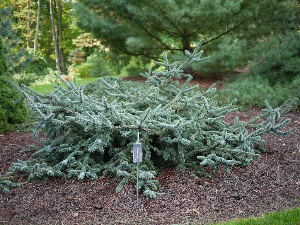 Abies numidica 