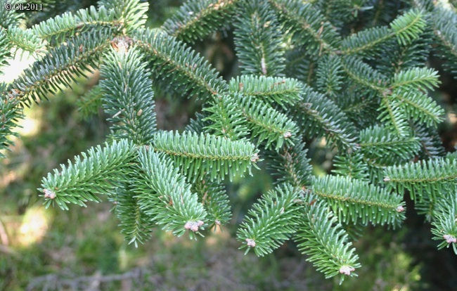 Abies numidica 