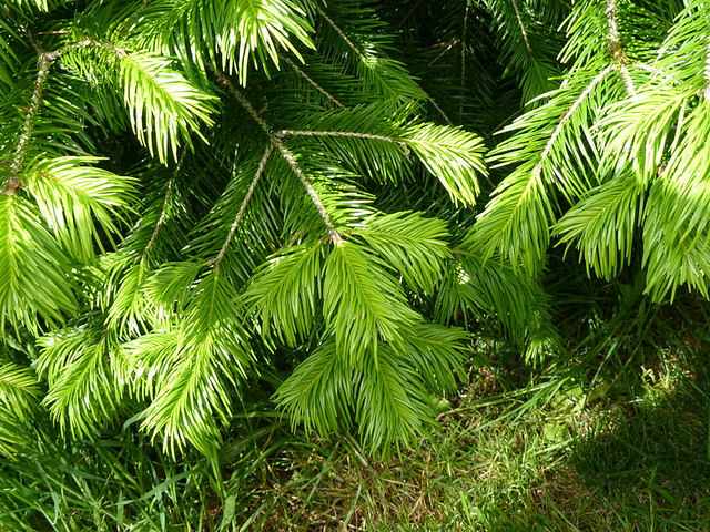 Abies pindrow