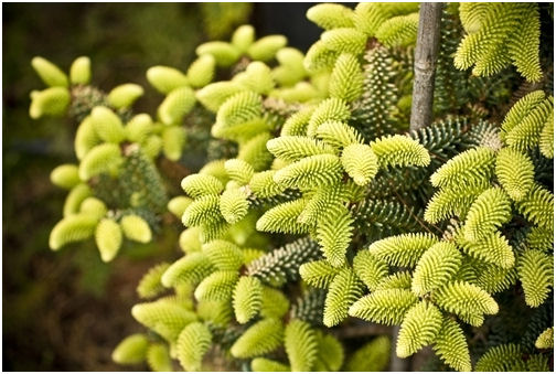 Abies pinsapo 