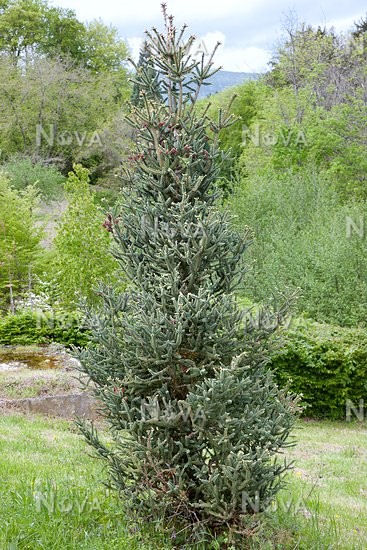 Abies pinsapo 