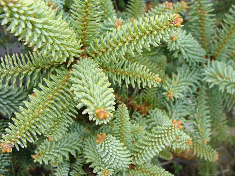 Abies pinsapo 
