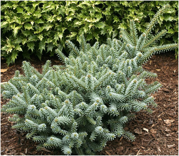 Abies pinsapo Horstmanns 