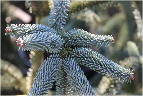 Abies pinsapo 