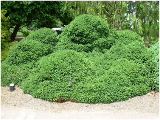 Abies pinsapo 