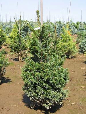 Abies pinsapo 