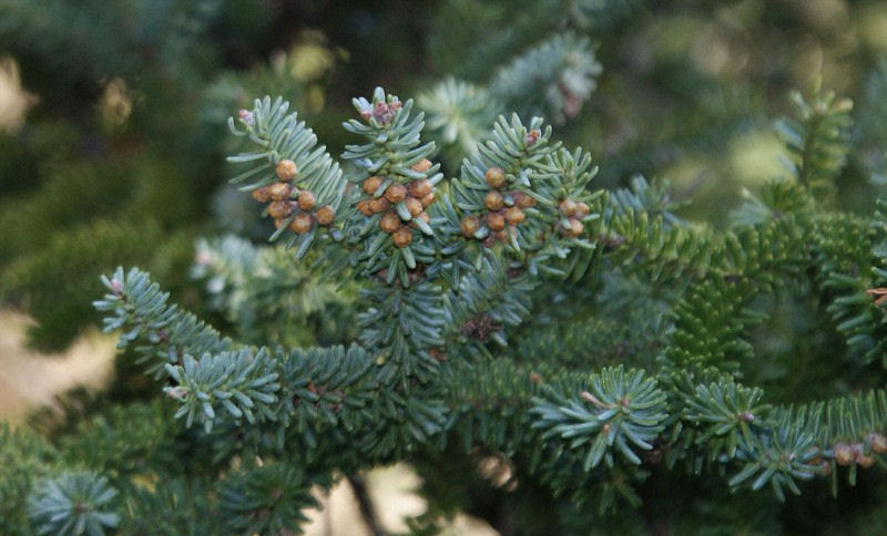Abies pinsapo var. marocana