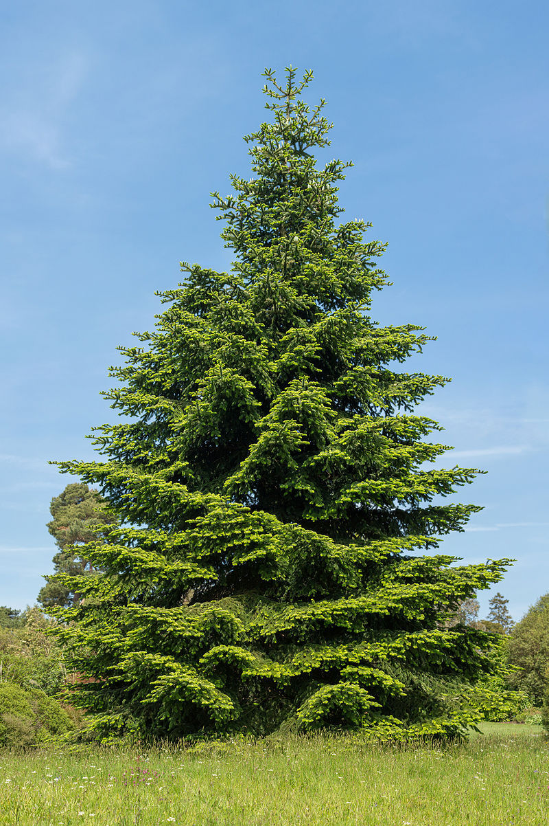 Abies pinsapo