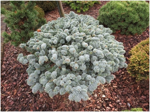 Abies procera 