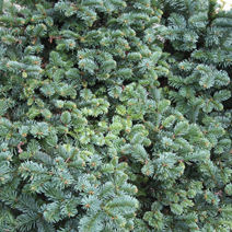 Abies procera 