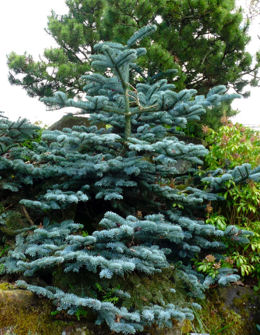 Abies procera 