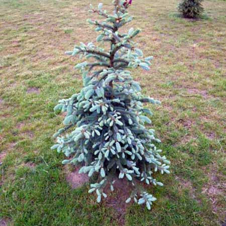 Abies procera 