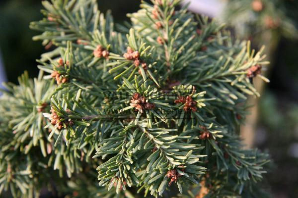 Abies procera 