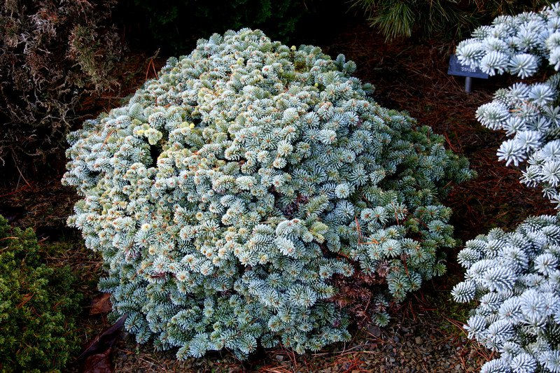 Abies procera 