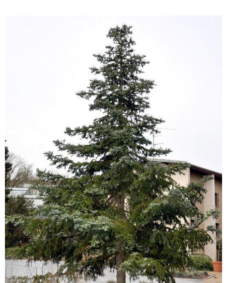 Abies procera 