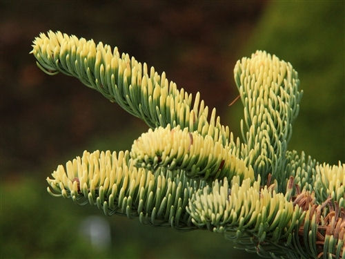 Abies procera 