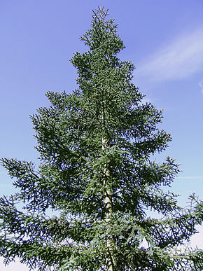 Abies procera