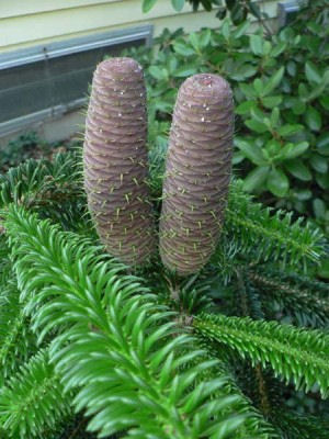 Abies recurvata var. ernestii 