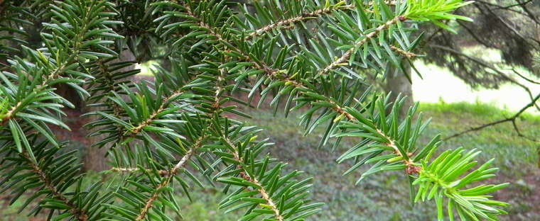 Abies recurvata