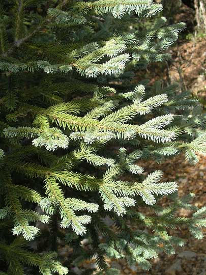 Abies religiosa 