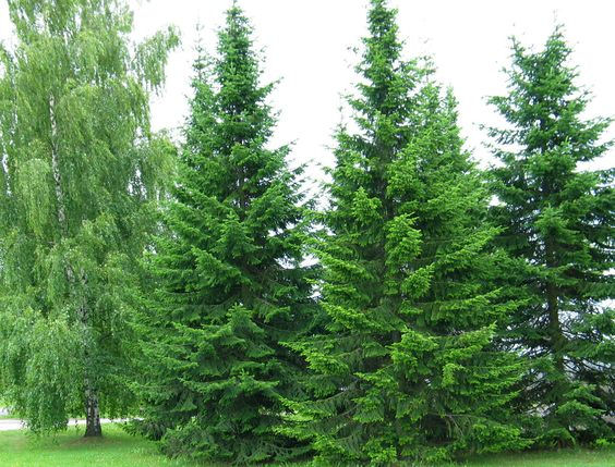 Abies sibirica