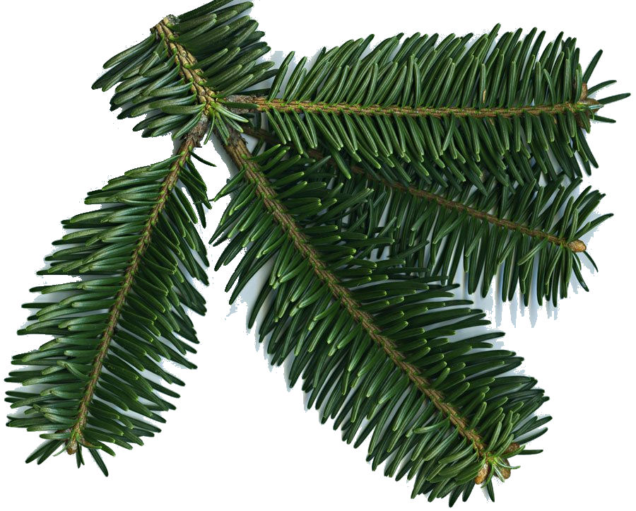 Abies spectabilis