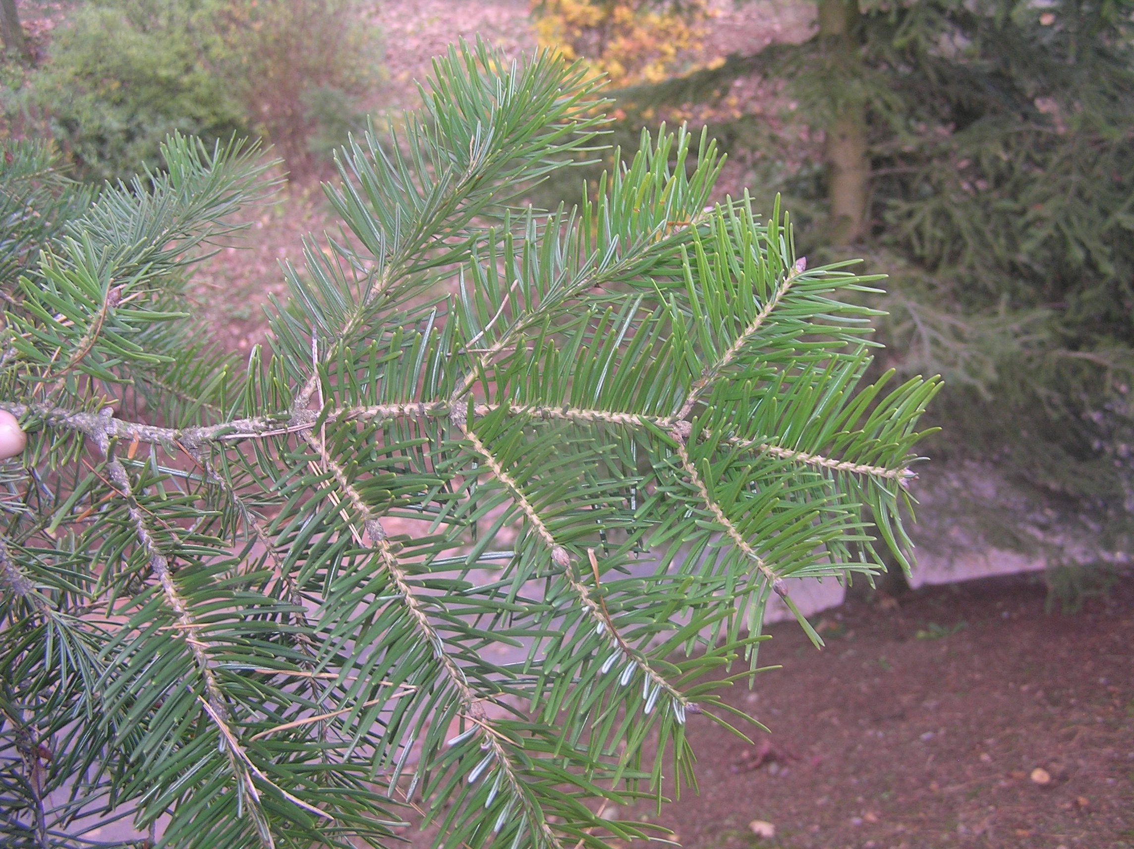 Abies squamata