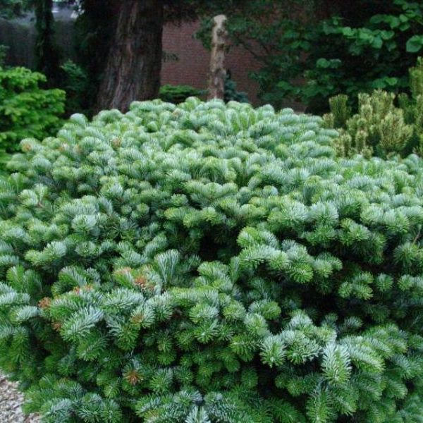 Abies veitchii 