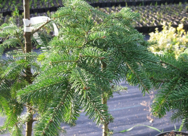 Abies veitchii 