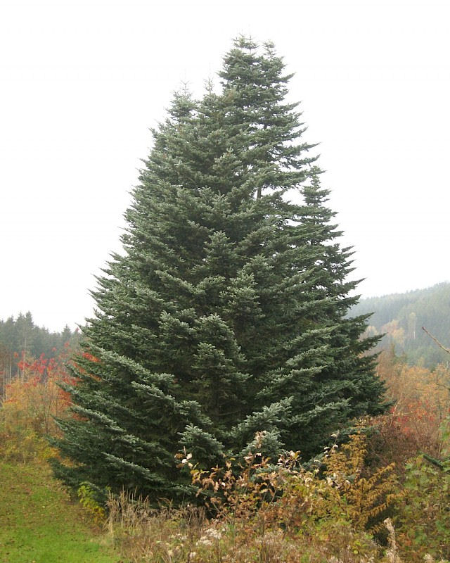 Abies veitchii