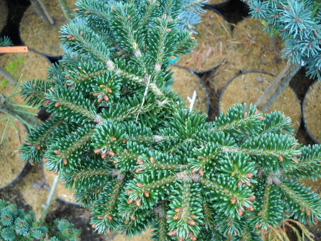 Abies x borisii regis