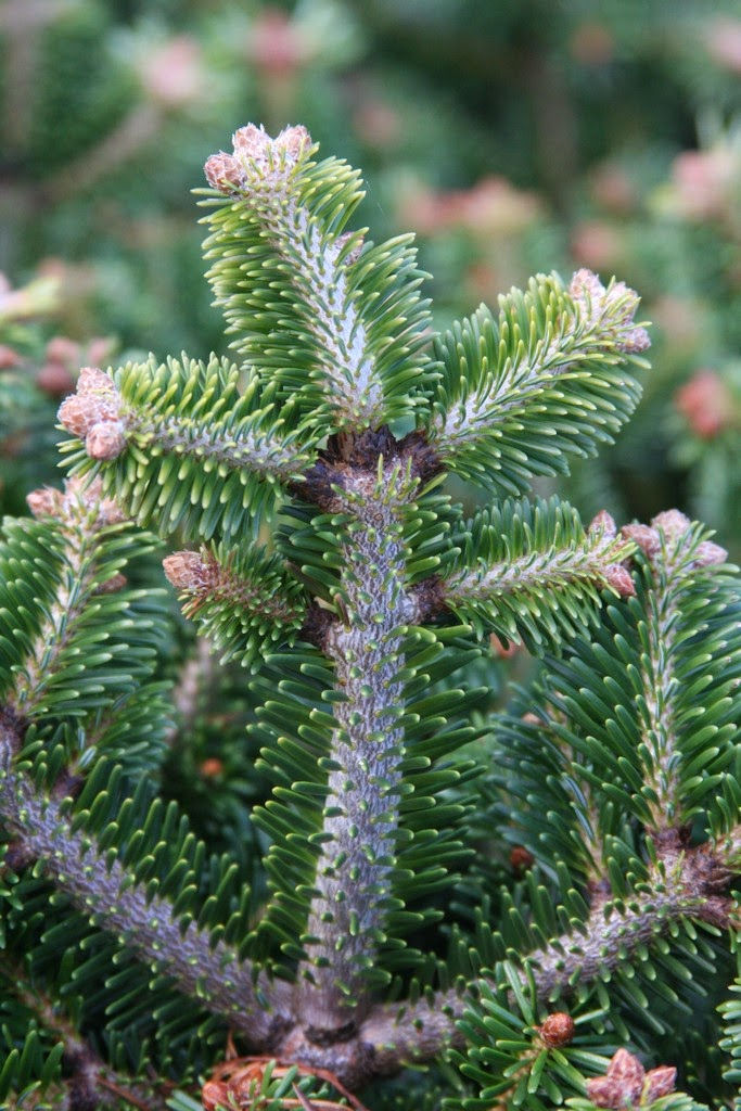 Abies x bornmuelleriana 