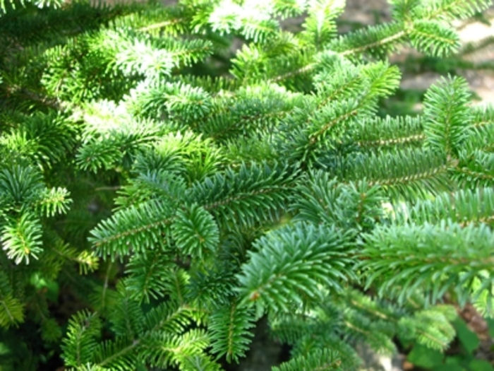 Abies x phanerolepis